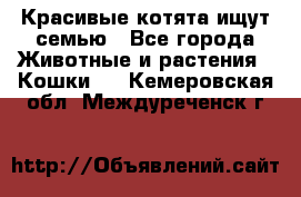 Красивые котята ищут семью - Все города Животные и растения » Кошки   . Кемеровская обл.,Междуреченск г.